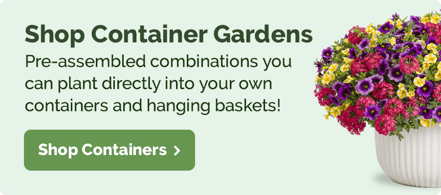 Shop Container Gardens: Pre-assembled combinations you can plant directly into your own containers and hanging baskets!